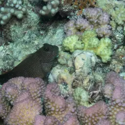 Redstreaked Blenny, photo 8