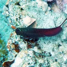 Redstreaked Blenny, photo 9