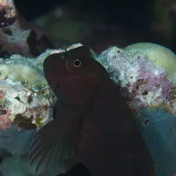Redstreaked Blenny, photo 10