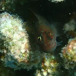 Redstreaked Blenny, photo 11