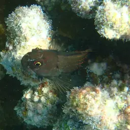 Redstreaked Blenny, photo 12