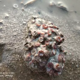 Burnt Cup Coral, photo 1