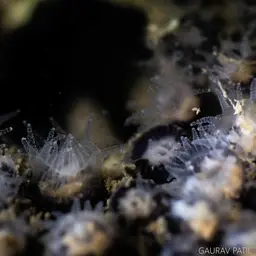 Burnt Cup Coral, photo 2
