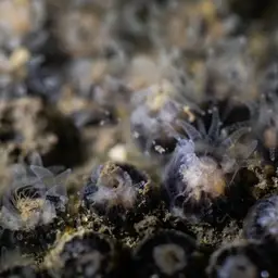 Burnt Cup Coral, photo 3