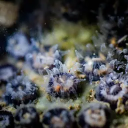 Burnt Cup Coral, photo 4