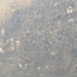 Burnt Cup Coral, photo 6