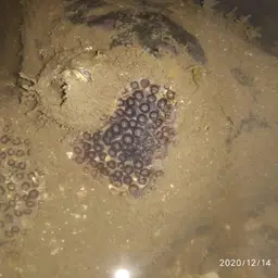 Burnt Cup Coral, photo 8