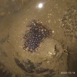 Burnt Cup Coral, photo 9