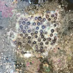 Burnt Cup Coral, photo 10