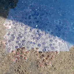 Burnt Cup Coral, photo 12