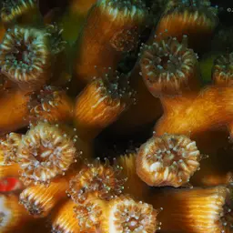 Tube Coral, photo 1