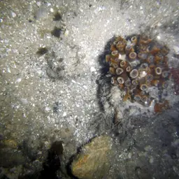 Tube Coral, photo 2