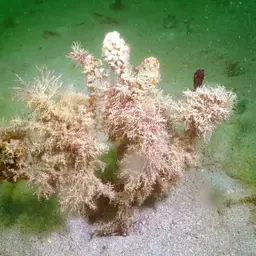 Tube Coral, photo 3
