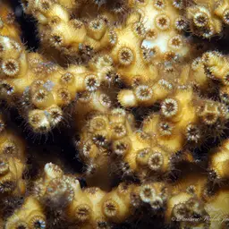 Tube Coral, photo 4
