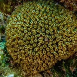 Bushy Coral