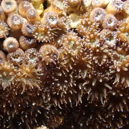 Bushy Coral, photo 2