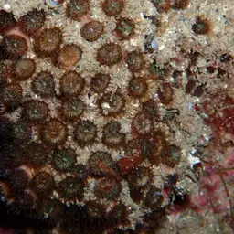 Bushy Coral, photo 3