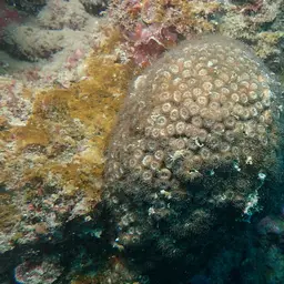 Bushy Coral, photo 4