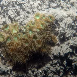 Bushy Coral, photo 5