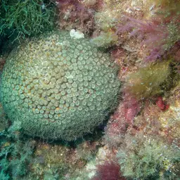 Bushy Coral, photo 6