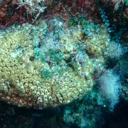 Bushy Coral, photo 7