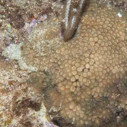 Bushy Coral, photo 8