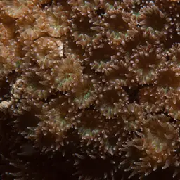 Bushy Coral, photo 9