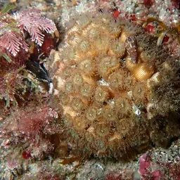 Bushy Coral, photo 10