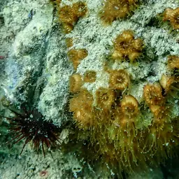 Bushy Coral, photo 11