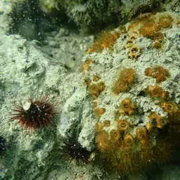 Bushy Coral, photo 12