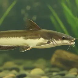 Allauad's Catfish