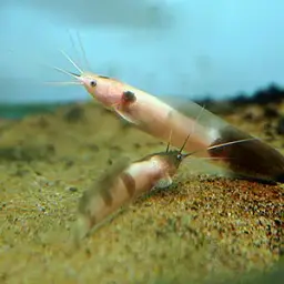 Walking Catfish, photo 2