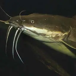 Walking Catfish, photo 3