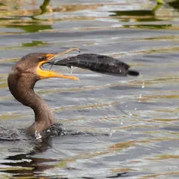 Walking Catfish, photo 4