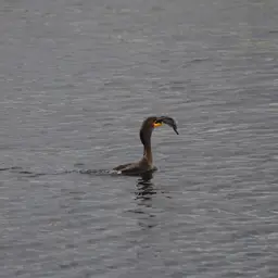 Walking Catfish, photo 5
