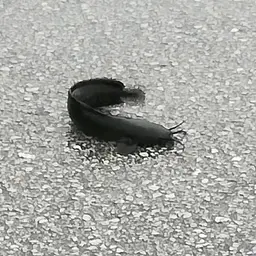 Walking Catfish, photo 7