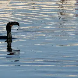 Walking Catfish, photo 8