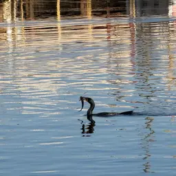 Walking Catfish, photo 9