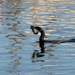 Walking Catfish, photo 10
