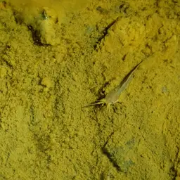 Walking Catfish, photo 11