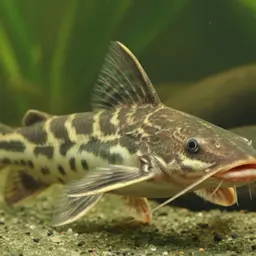 Walking Catfish, photo 1