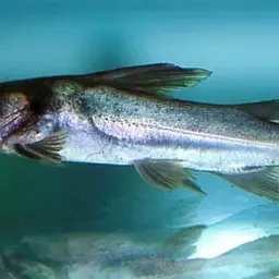Spiny Catfish, photo 1
