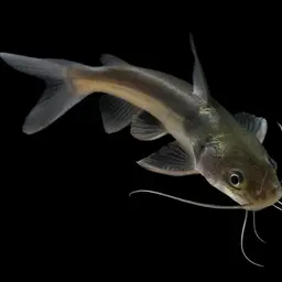Spiny Catfish, photo 2