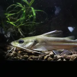 Spiny Catfish, photo 3