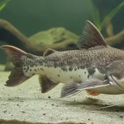 Spiny Catfish, photo 4