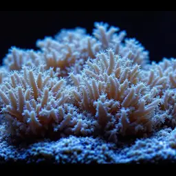Arctic Club Coral