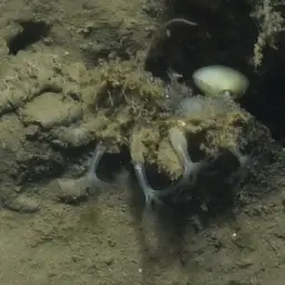 Humble Club Coral