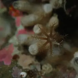 Clove Polyp