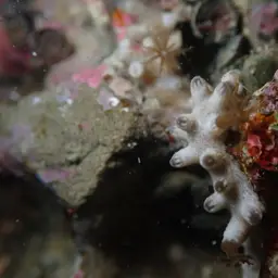 Clove Polyp, photo 2