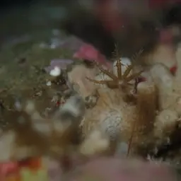 Clove Polyp, photo 3